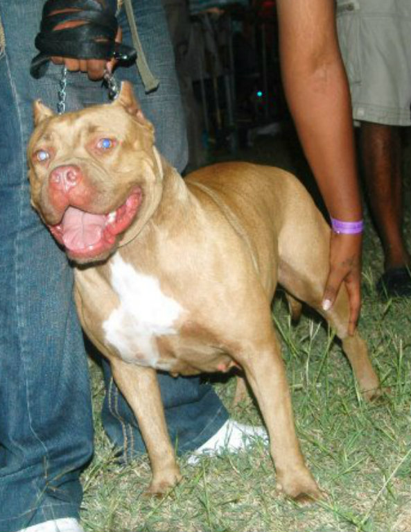 Alpha Kennel's Nevi | American Pit Bull Terrier 