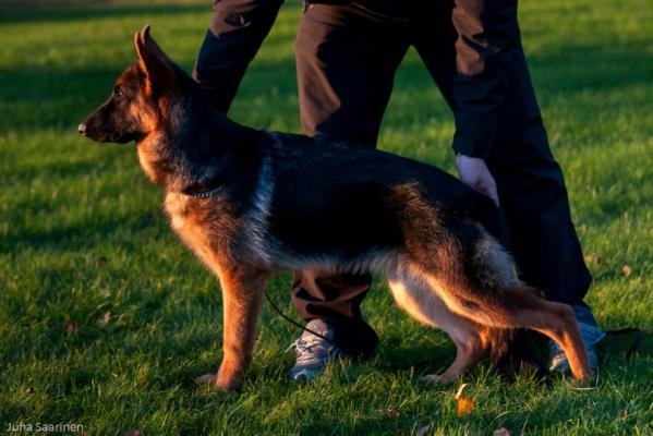 Waldpfad Linnea | German Shepherd Dog 