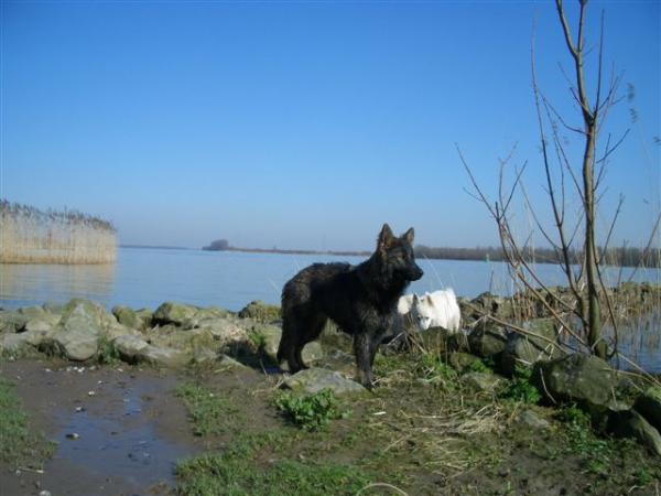 Taylor vom Schloss Bladenhorst | German Shepherd Dog 