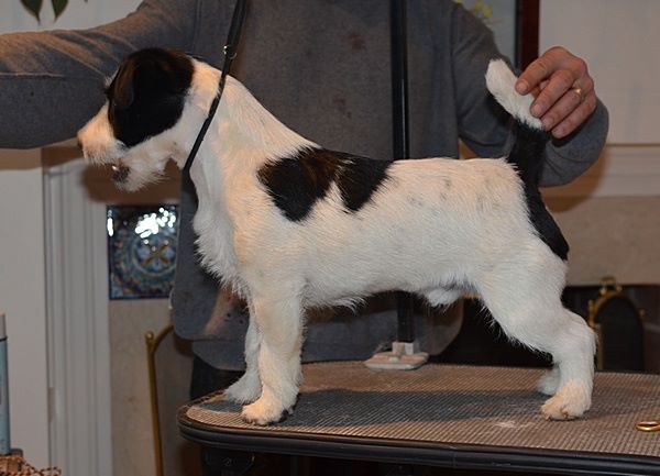 Talisman DBF Rough Rider | Jack Russell Terrier 