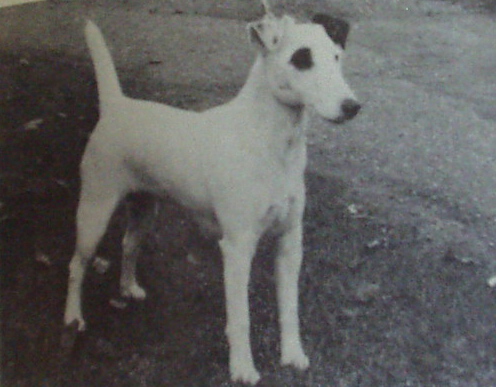 Astona Sioux | Smooth Fox Terrier 