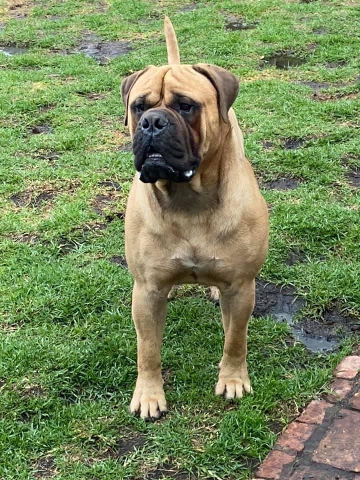 THE CABBERIN'S ARGOS DE LA GUARLA | Bullmastiff 