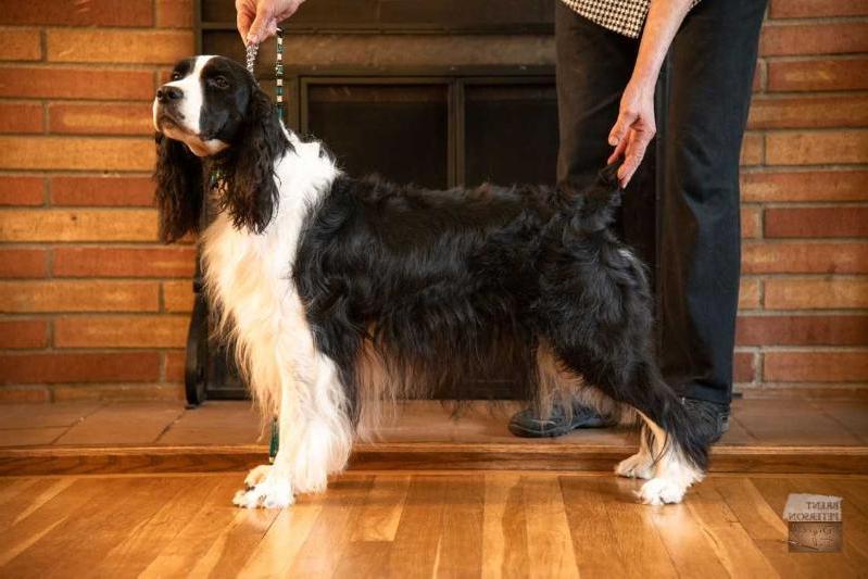 Duncan's Dashing Diva Of Downs Lake | English Springer Spaniel 