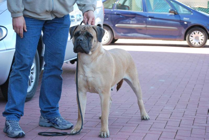 Jessy Shadows in the Dark | Bullmastiff 