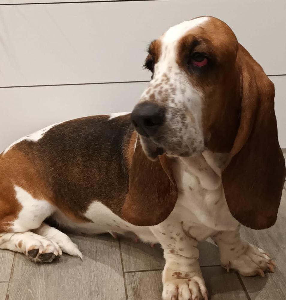 Fancybass Garmoniya | Basset Hound 