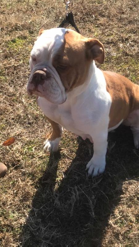 Heart of Faith Heidi | Olde English Bulldogge 