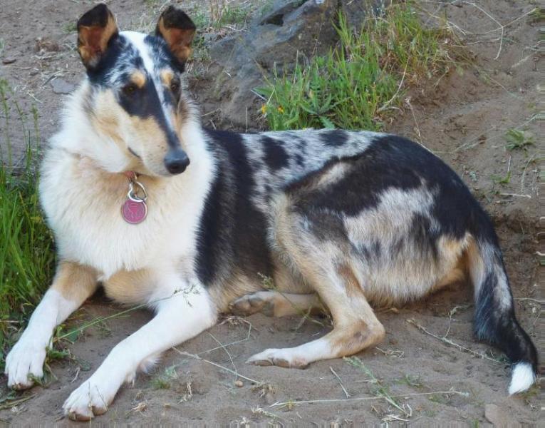 Royal Star's Heavenly Angel | Smooth Collie 