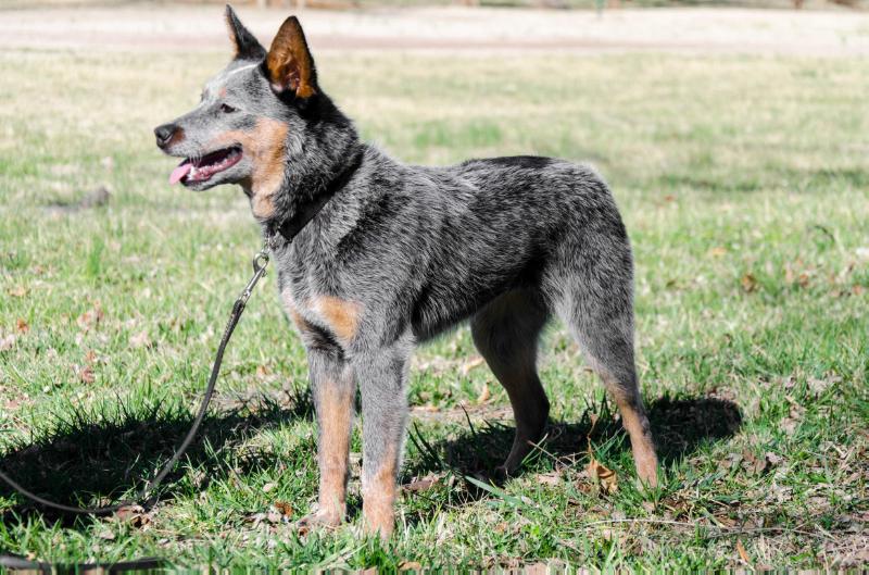 Two Ten Temee | Australian Cattle Dog 