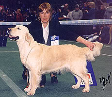 Sansibiliti Snowqueen | Golden Retriever 