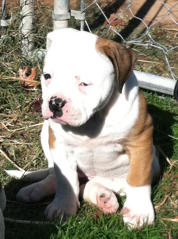 Cummings' Lizzy | American Bulldog 