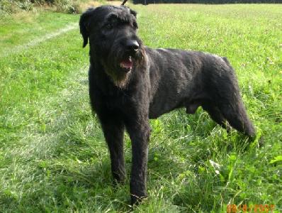 Hunter von Elberfeld | Giant Schnauzer 