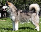 Saliah Del Biagio | Alaskan Malamute 