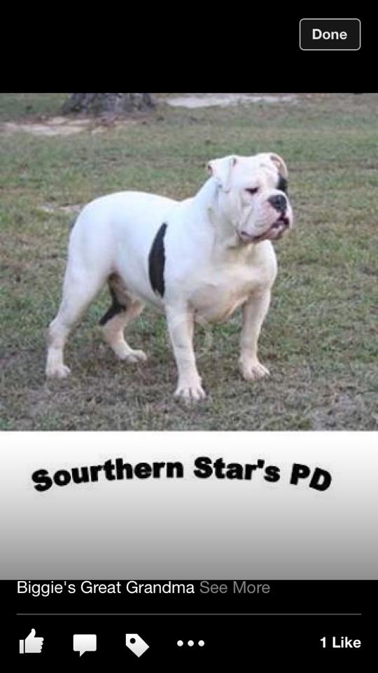 Southern Star's PD | Olde English Bulldogge 