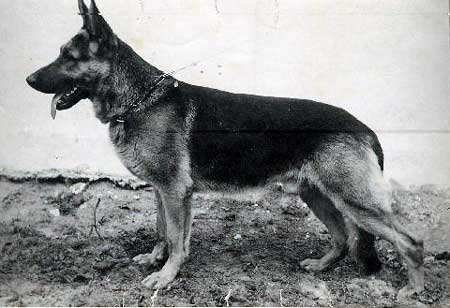 Dick von der Malmannsheide | German Shepherd Dog 