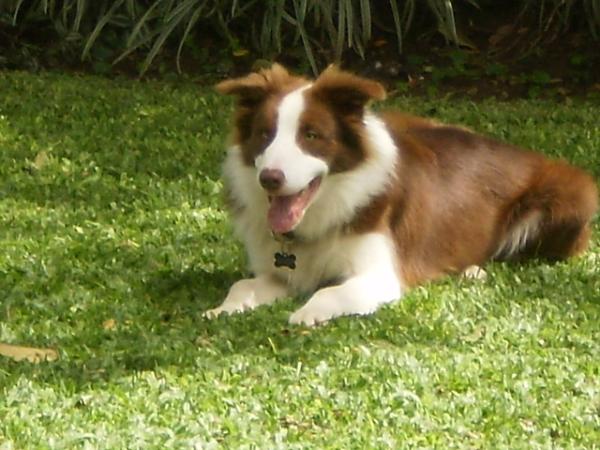 Apache III | Border Collie 