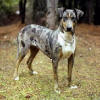 J3's Paige | Catahoula Leopard Dog 