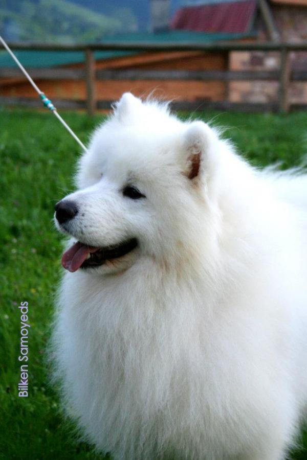 Samspring sir tristan for bilken | Samoyed 