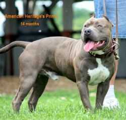American Heritage Primos | American Pit Bull Terrier 