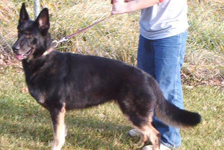 Gripa von der Bowser | German Shepherd Dog 