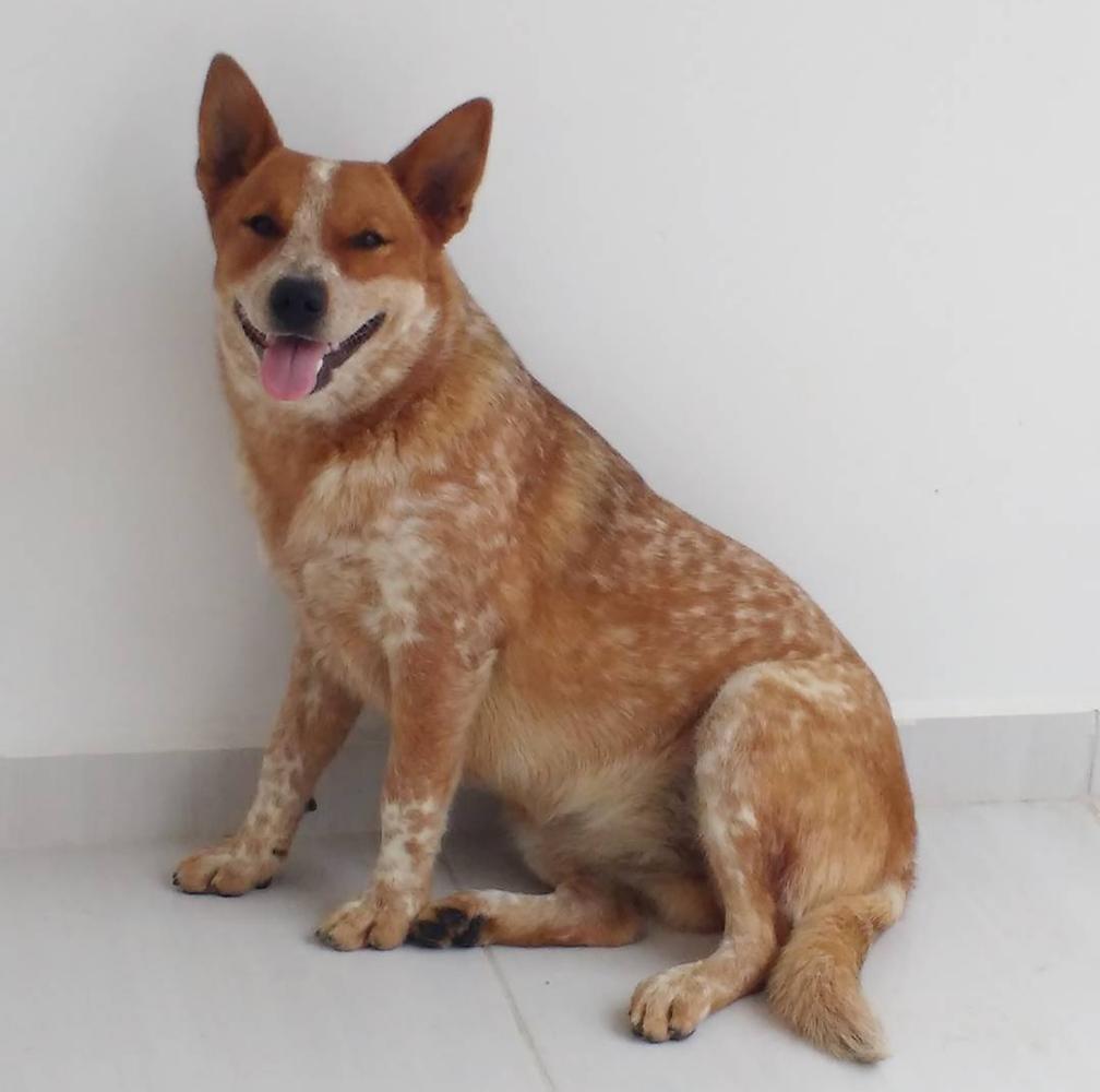 Catapora Recanto do Boiadeiro | Australian Cattle Dog 