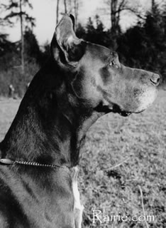 Ike Von Cent Soucis | Great Dane 