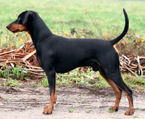 Dark Angels KIMMY CELTIC SPIRIT | German Pinscher 