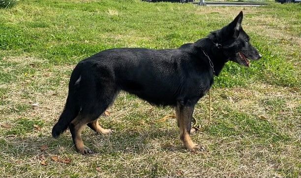 Ra von Brand Schwanen | German Shepherd Dog 
