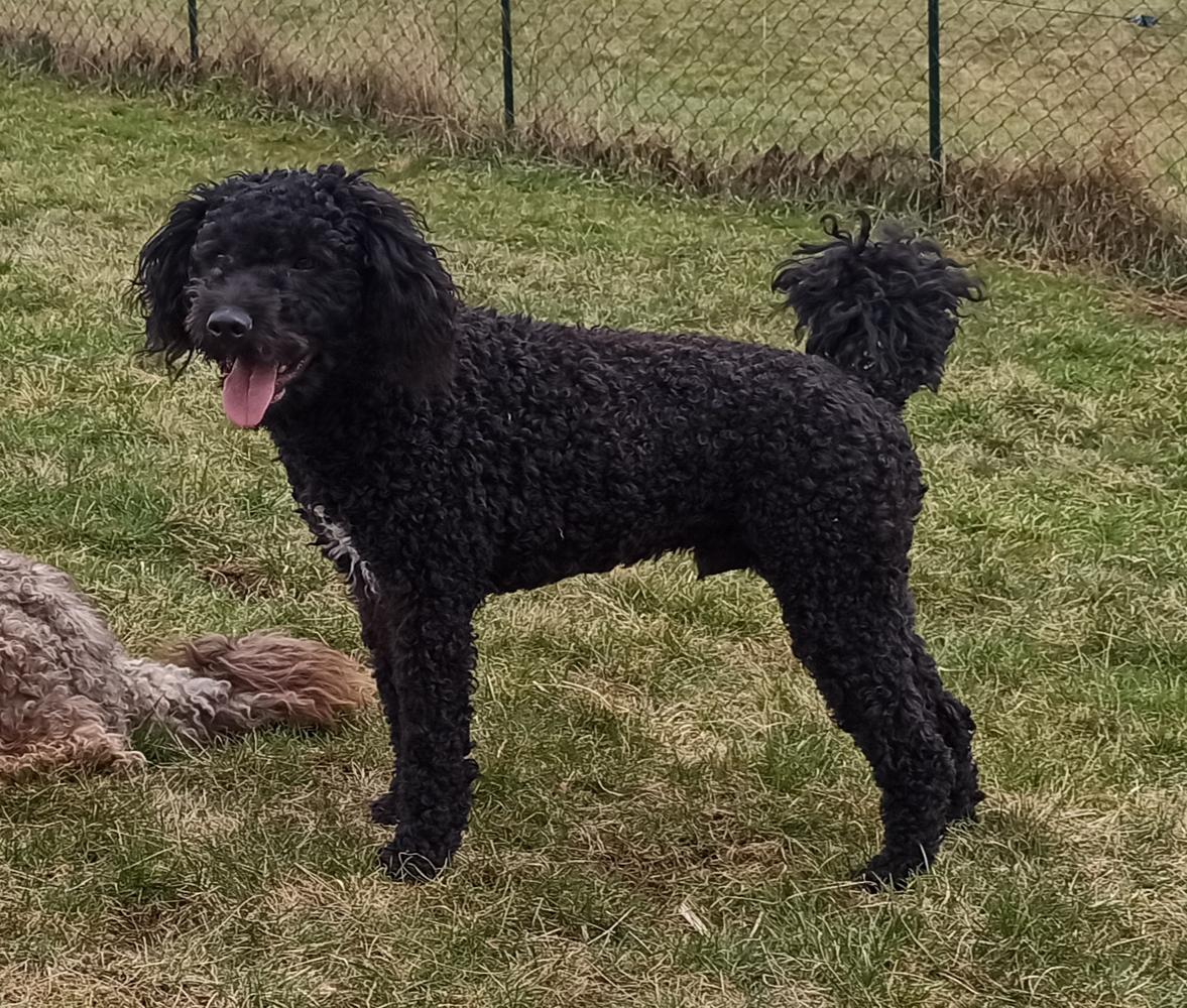 Aspen - Björn de los tres rios | Spanish Water Dog 