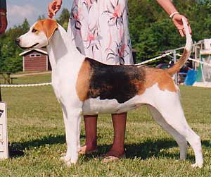 Birchwood Amazing Alexis | English Foxhound 