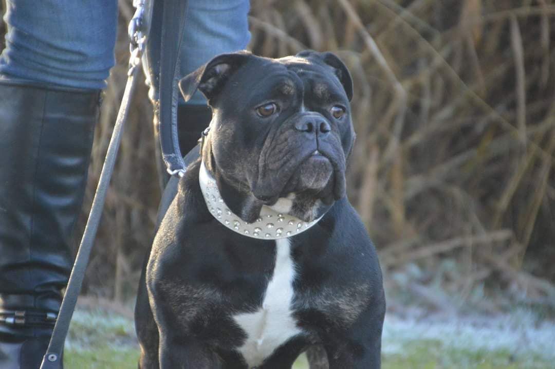 Marvellous Bulls Lola | Olde English Bulldogge 