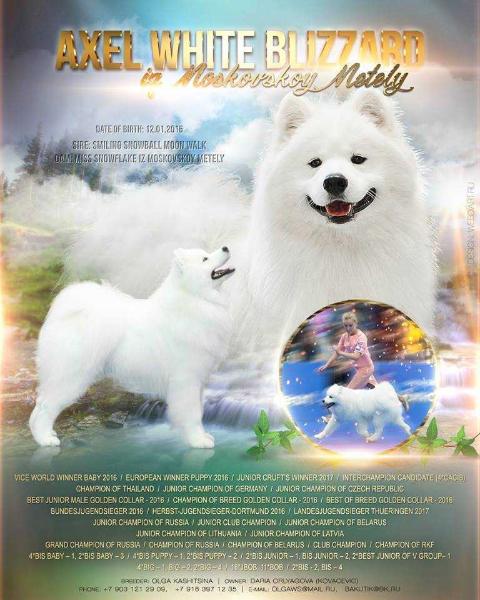 Axel White Blizzard iz Moskovskoy Metely | Samoyed 