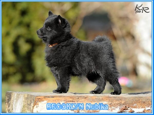 BROOKLY Nubika | Schipperke 