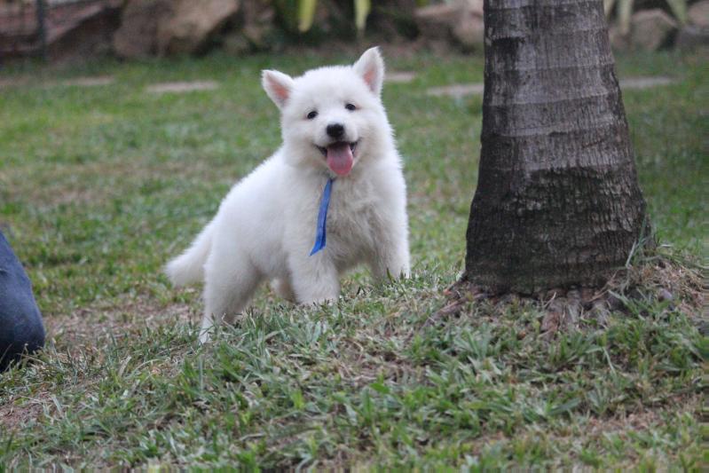 Ekko Albus Von Taglischindorf | White Swiss Shepherd Dog 