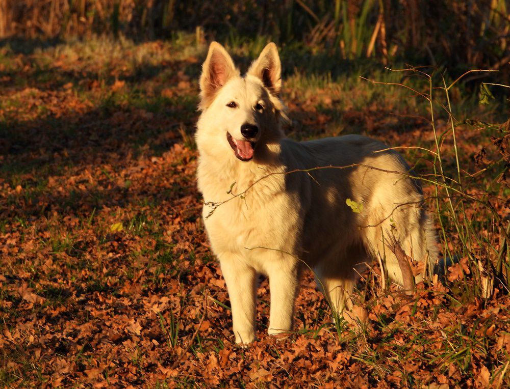 EUFORIA z Chaty Wolfa | White Swiss Shepherd Dog 