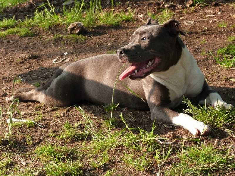 Gandja' my love I have a dream | American Staffordshire Terrier 