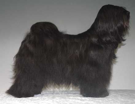 DSCHO UTRA U-TI | Tibetan Terrier 