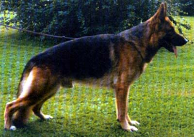 Arras von Nieuwlandshof (1987) | German Shepherd Dog 