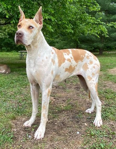 GDO's Golden Legacy | Great Dane 
