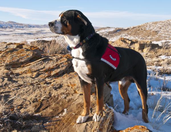 Lando zur Schwarzen Heide | Greater Swiss Mountain Dog 