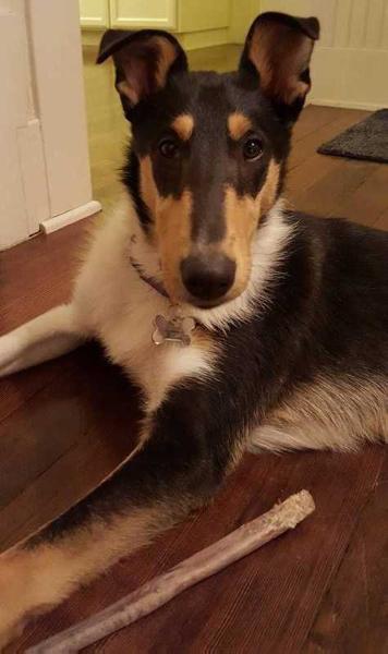 Billie | Smooth Collie 