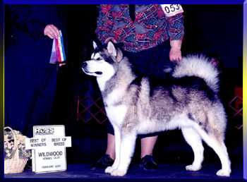 Moonsnoe's True Grit | Alaskan Malamute 