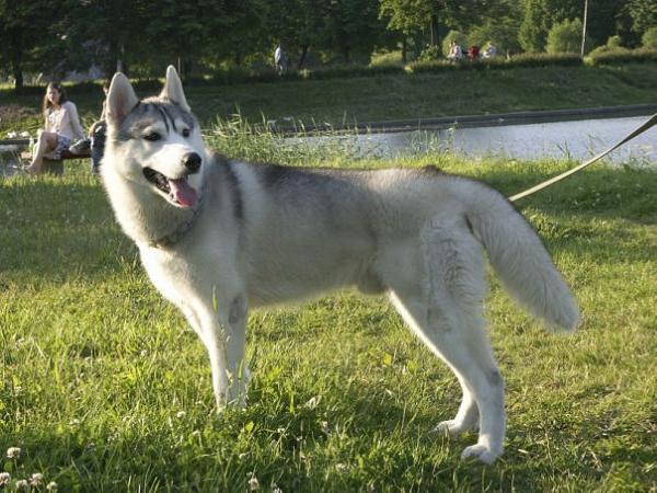 Irkut iz Yugra | Siberian Husky 