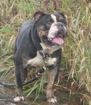 POPEYE D. NORTHSTAR | Olde English Bulldogge 