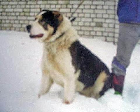 Turkmen Kala Pelen | Central Asian Shepherd Dog 