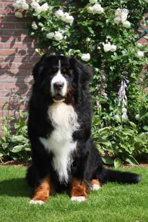 Famous Benn van de Buut Vrij Hoeve | Bernese Mountain Dog 
