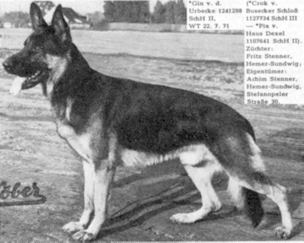 Gin von der Urbecke | German Shepherd Dog 