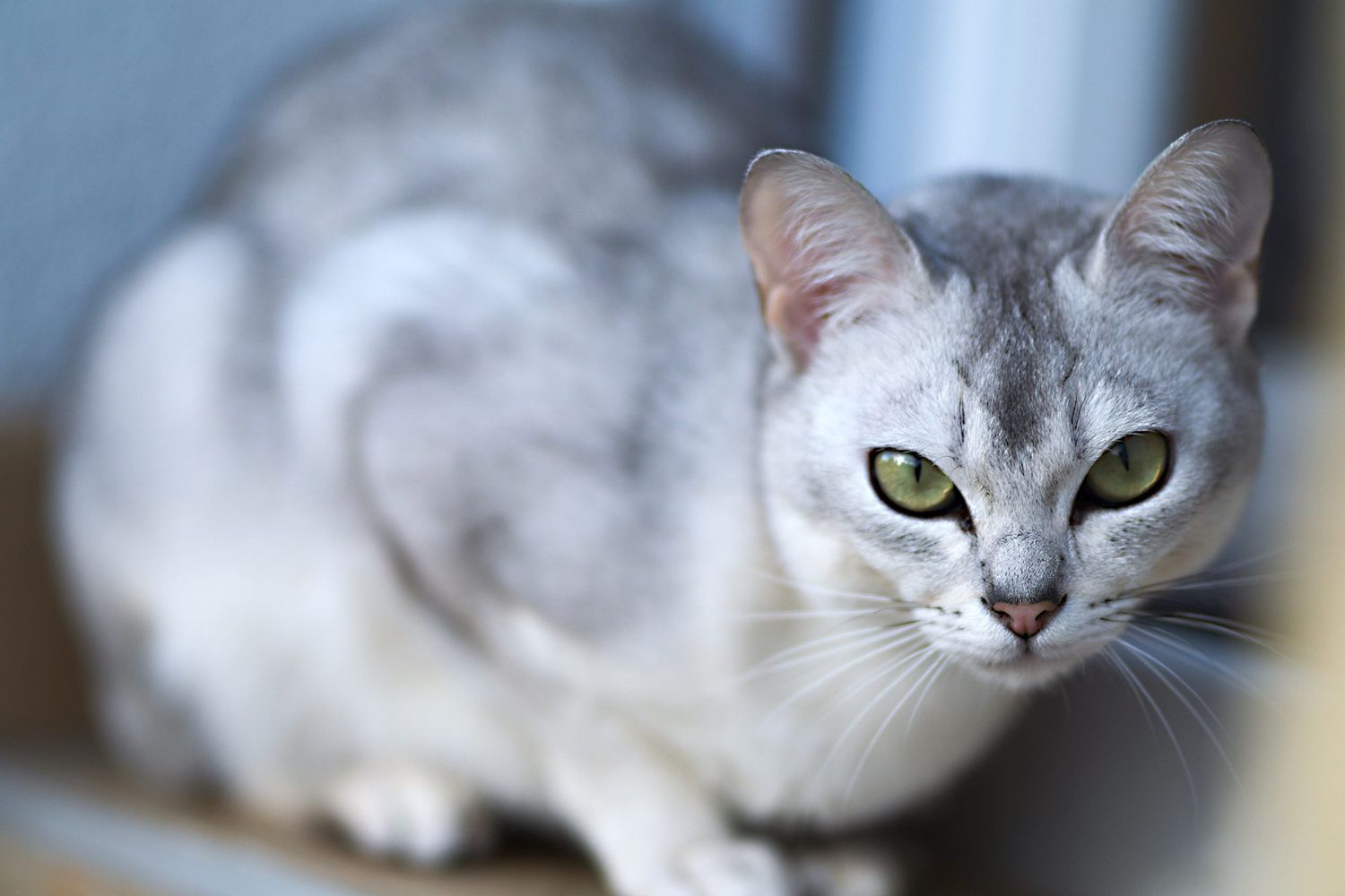 Burmilla Cat