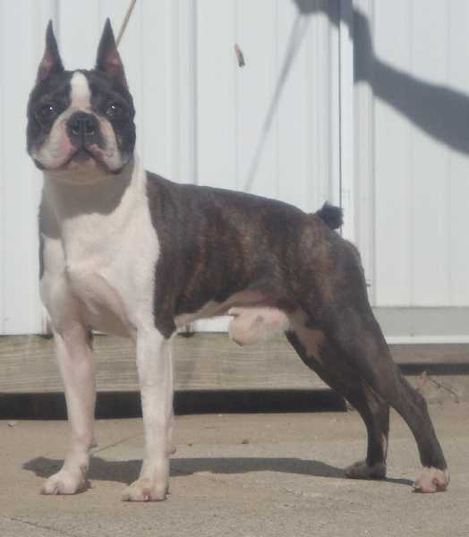 Annalee Moonstruck of Sunwoods | Boston Terrier 