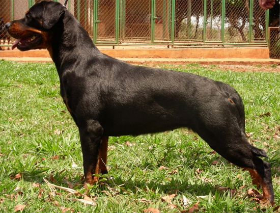 Avalon Gonzzo Von Borinquen | Rottweiler 