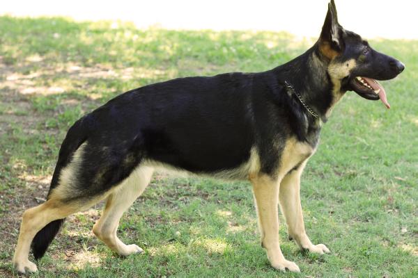 Reign Von Greer | German Shepherd Dog 